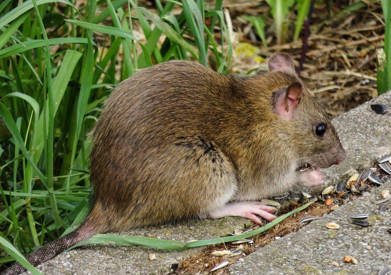 Niepożądany szczur w ogrodzie